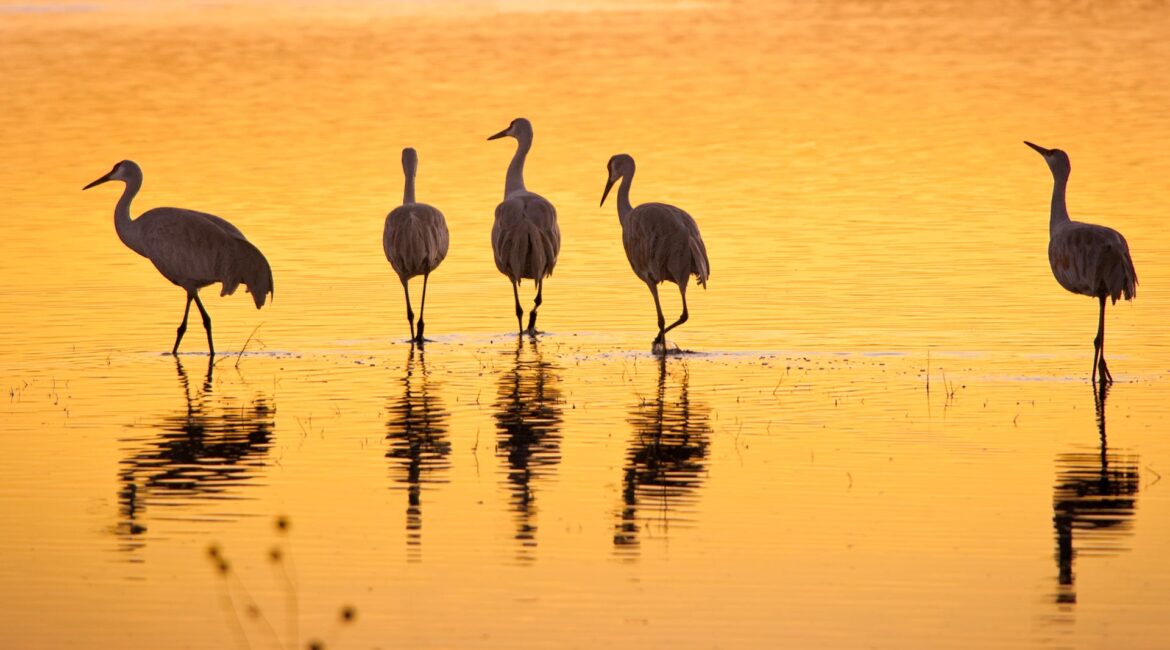 Bosque del Apache, New Mexico