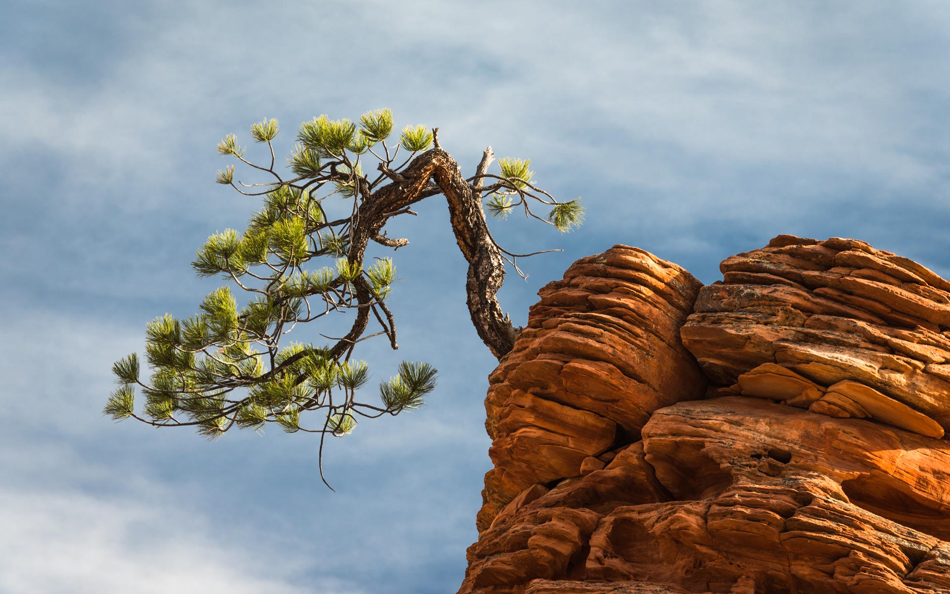 Checkerboard, Zion National Park